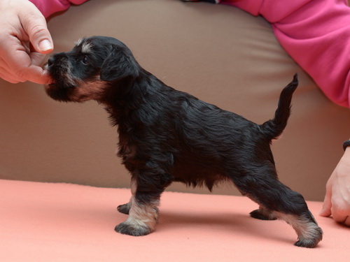 miniature schnauzer patuljasti snaucer